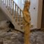 مدل چوبی پرنسس - size 64x64